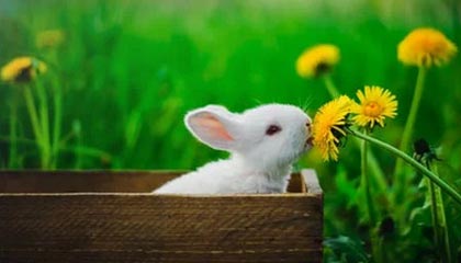 巴音郭楞蒙古伴游，定制QQ：3494206190微信：act1322